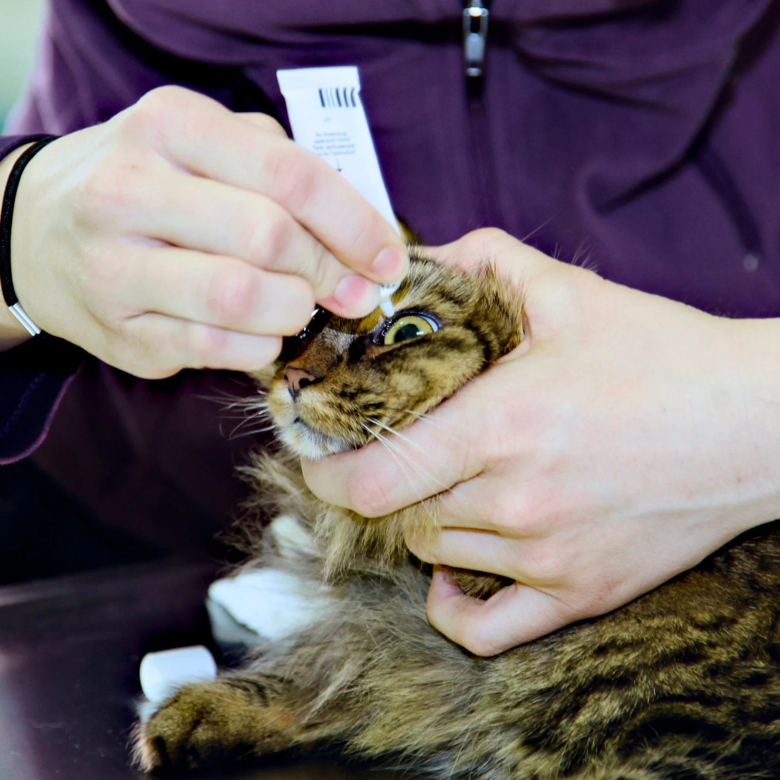Katze bekommt in der Praxis Augentropfen
