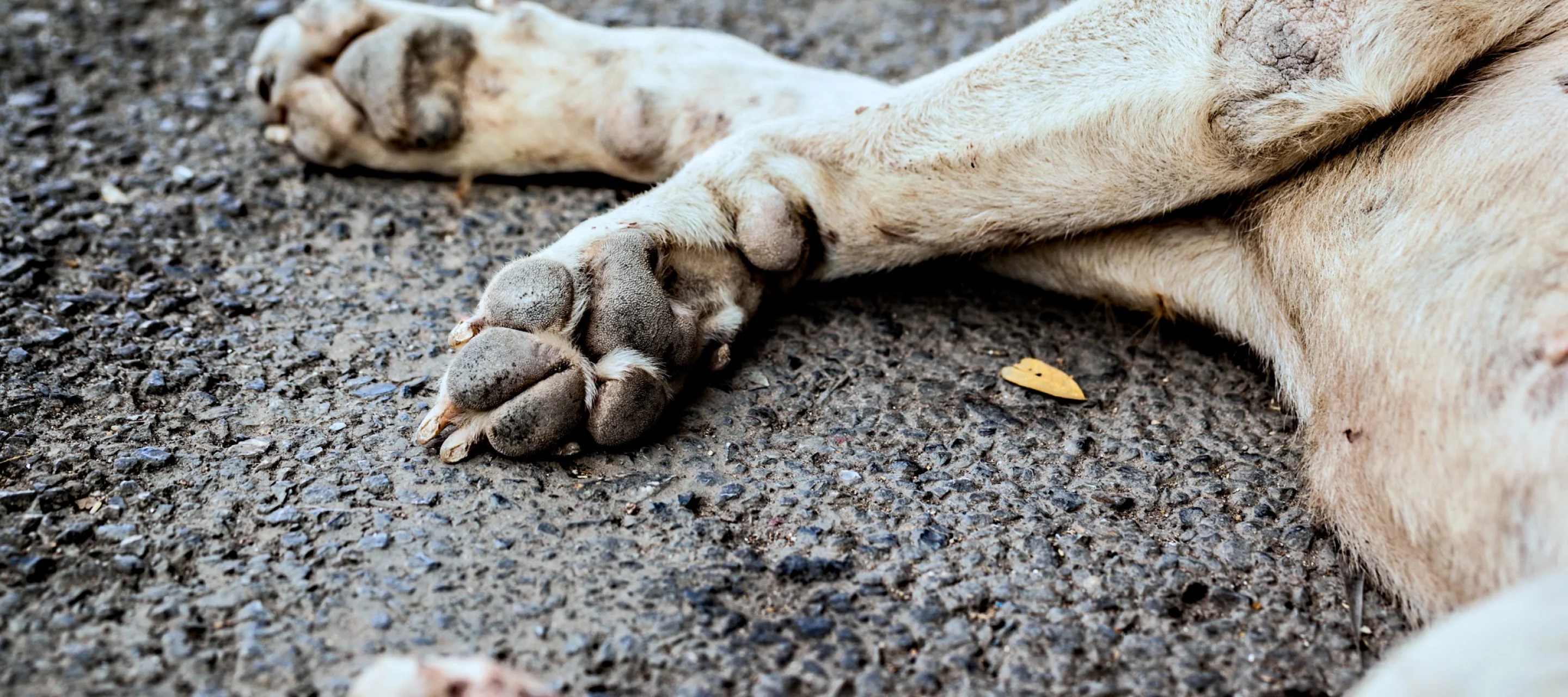 Hund liegt auf der Seite am Boden
