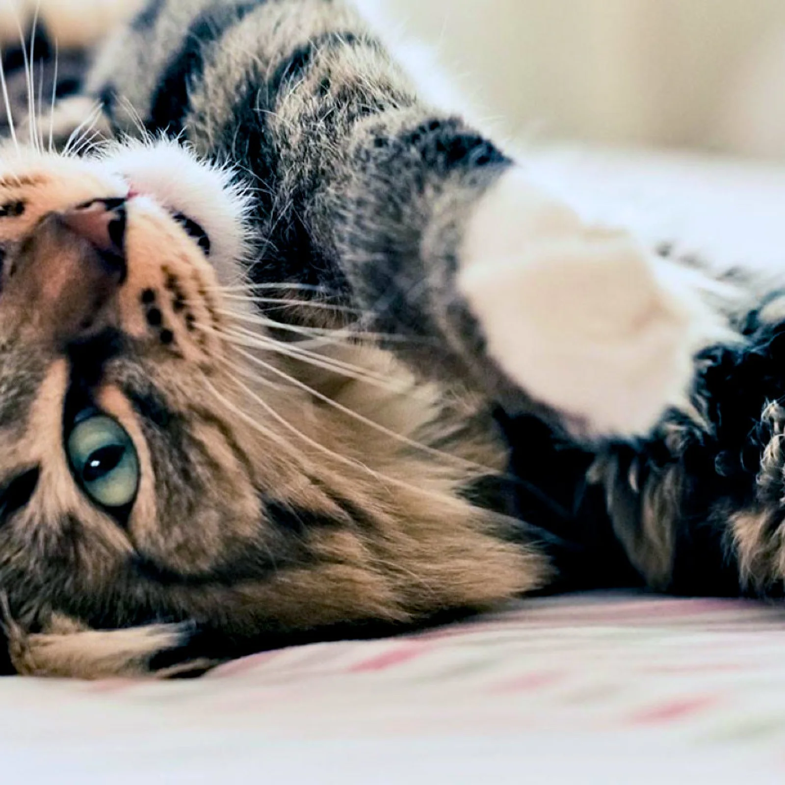 Getigerte Katze liegt entspannt auf dem Rücken