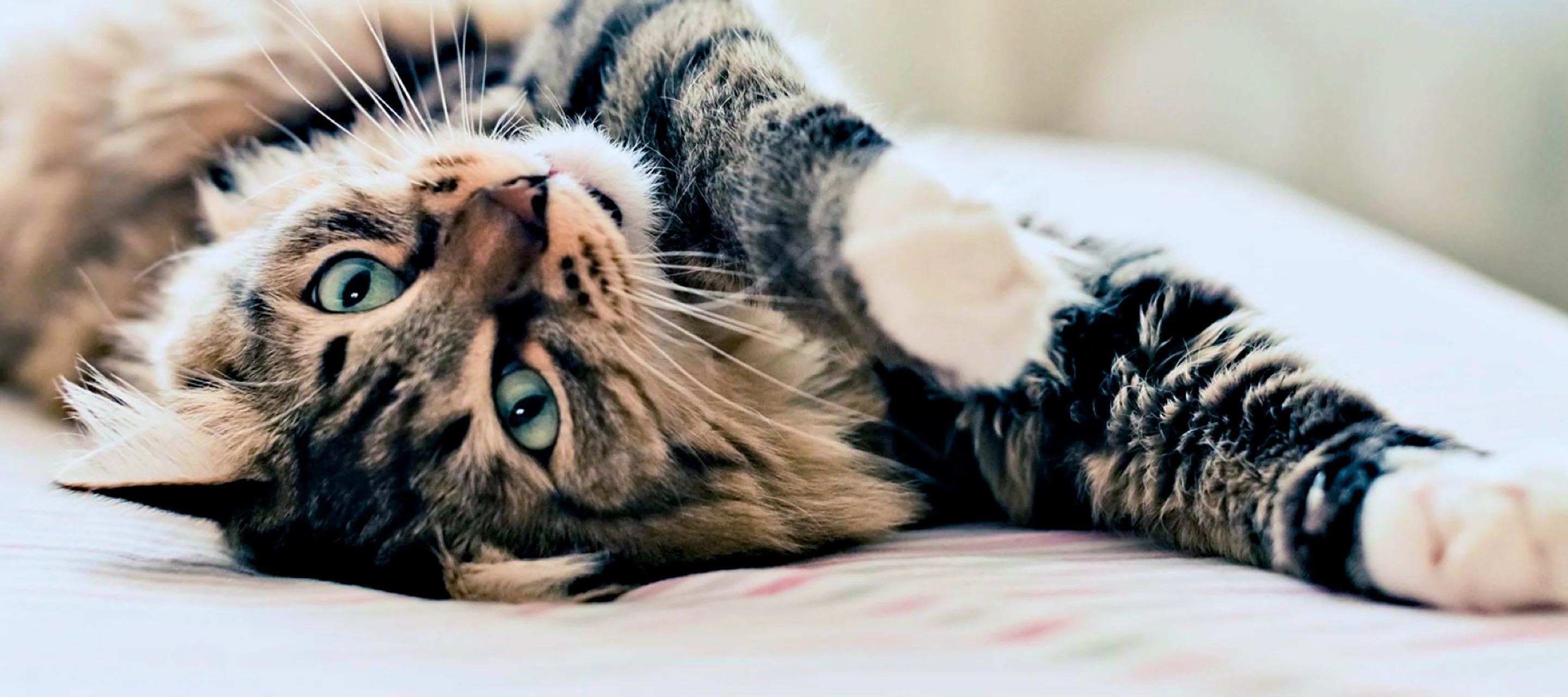 Getigerte Katze liegt entspannt auf dem Rücken