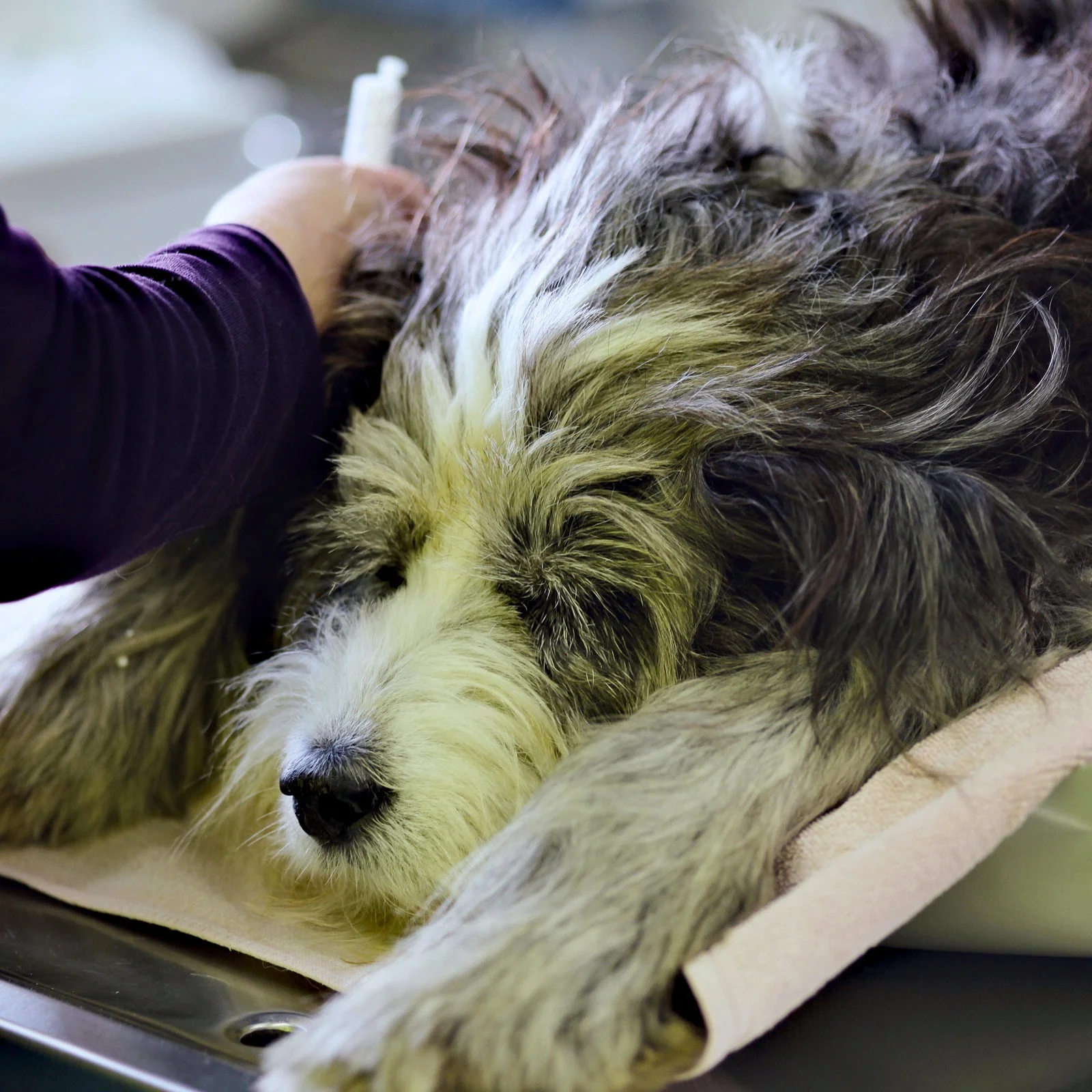 Hund wird auf dem Behandlungstisch untersucht