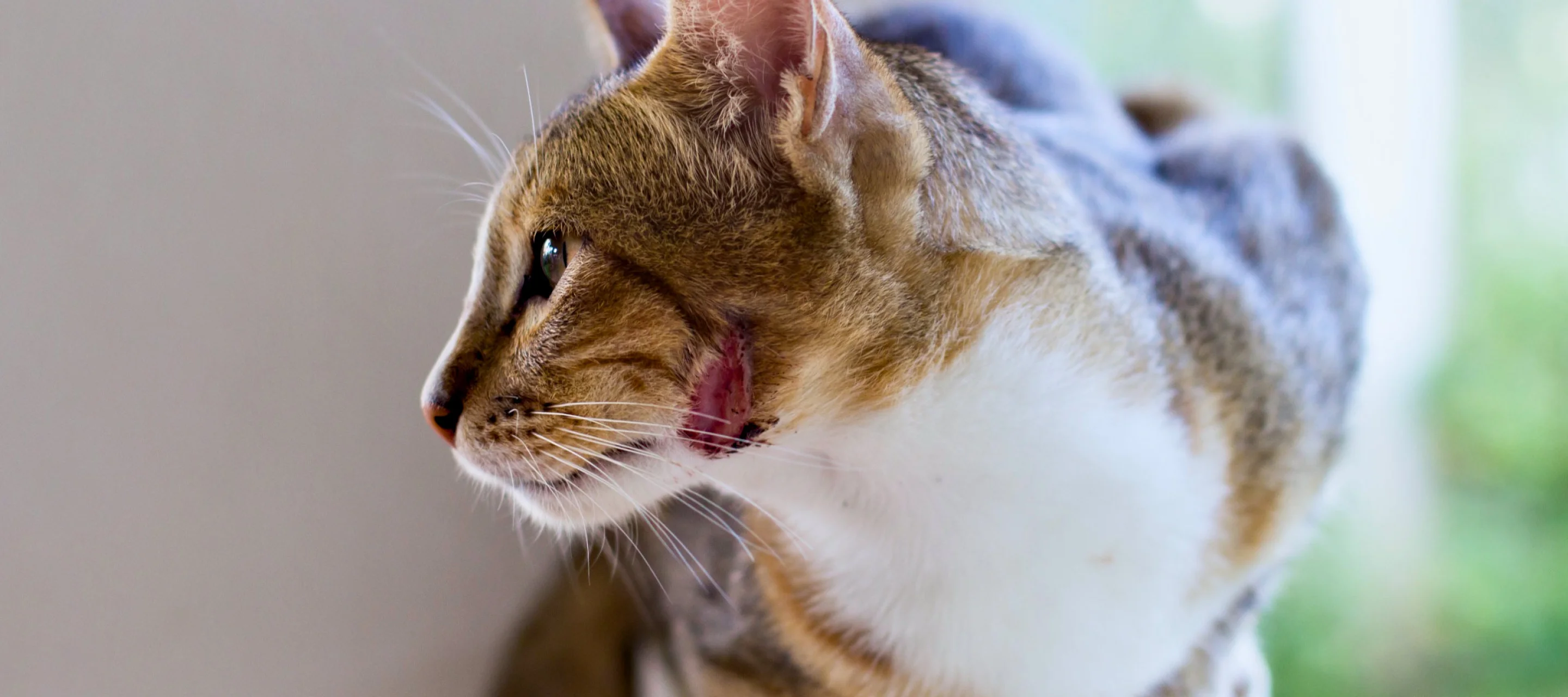 Katze sitzt auf einer Mauer und leckt sich das Maul