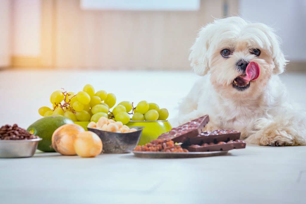 Hund vor Trauben, Zwiebeln und Schokolade.