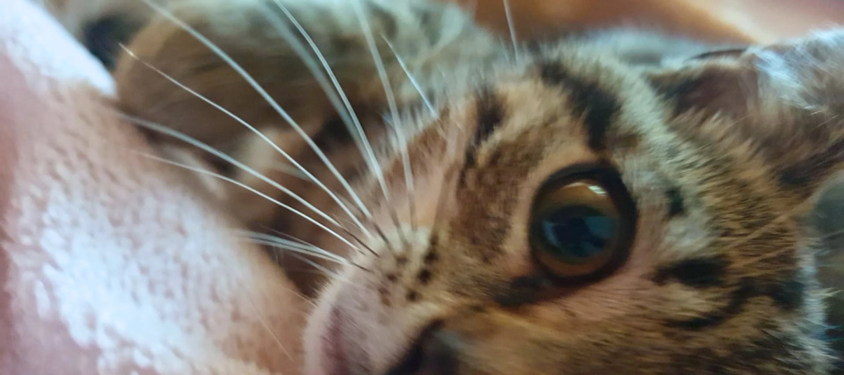 Junge Katze liegt auf einem Tuch